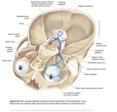 the anatomy of the head and neck is shown in this diagram, with labels on each side