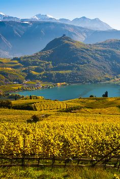 a vineyard with mountains in the background and blue water on the other side, surrounded by yellow flowers