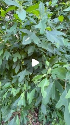 a tree with lots of green leaves on it