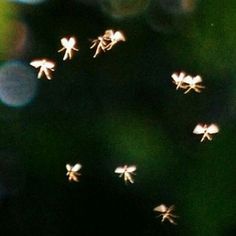 small white flowers are flying through the air