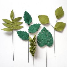 four different types of leaves are arranged on a white surface, one is green and the other is brown