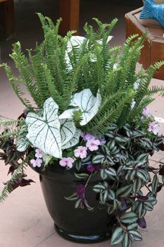 a potted plant with green leaves and purple flowers