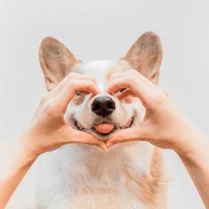 a person making a heart shape with their hands while holding a dog's face