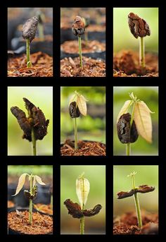 several pictures of different plants growing in the dirt and soil, with one plant sprouting up from the ground