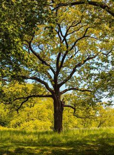 a large tree sitting in the middle of a lush green field