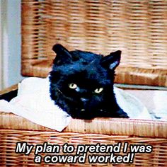 a black cat sitting in a wicker chair with the caption, my plan to pretend i was a coward worked