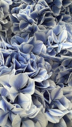 blue and white flowers are arranged together