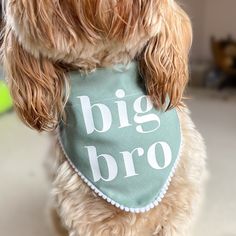 a dog wearing a bib with the words big bro on it's collar