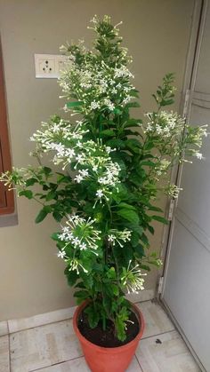 a potted plant with white flowers sitting on the floor in front of a door