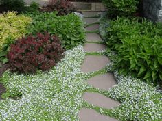 a stone path surrounded by green plants and white flowers