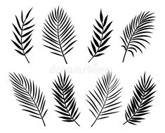 black and white palm leaves on a white background, set of six silhouettes for your design