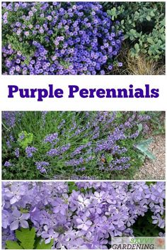 purple flowers with the words purple perennials in front of them and below it is an image