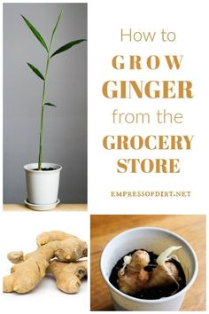 how to grow ginger from the grocery store