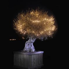 an olive tree is lit up with lights in the dark night, and it's branches are splaying