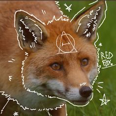 an image of a fox that is drawn on the side of it's face