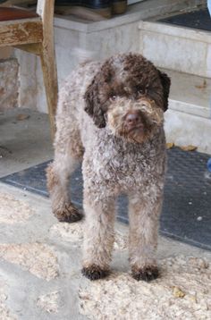 a brown dog standing on top of a stone floor next to a wooden chair and steps