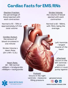 an image of the heart and its functions