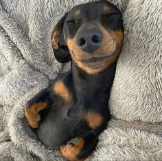 a black and brown dog laying on top of a blanket