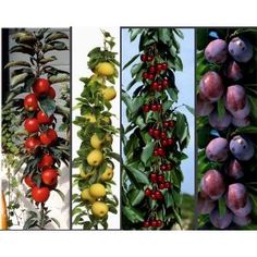 four different types of fruit growing on trees