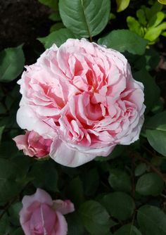 a pink flower with green leaves in the background