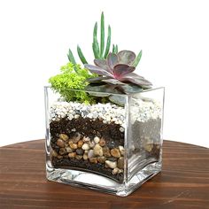 a glass vase filled with rocks and plants