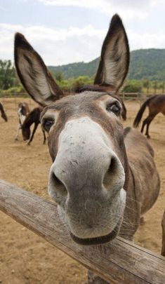 a donkey looking over a fence at the camera with other horses in the back ground