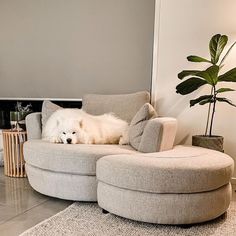 a large white dog laying on top of a gray couch next to a potted plant