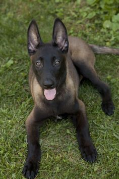 a dog laying in the grass with its tongue hanging out