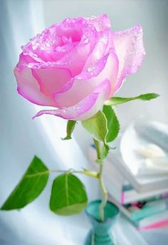 a pink rose sitting on top of a table