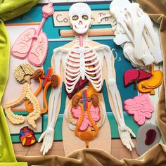 the skeleton is surrounded by various medical items