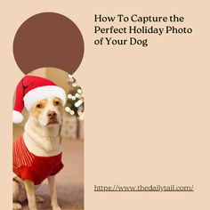 a dog wearing a santa hat and sweater with the caption how to capture the perfect holiday photo of your dog