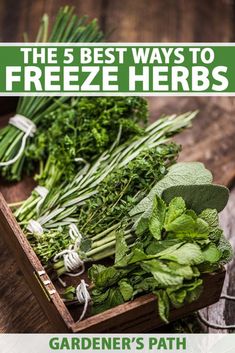 the 5 best ways to freeze herbs from garden's path, including fresh herbs