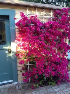 purple flowers growing on the side of a building