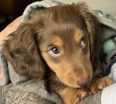 a small brown and black dog laying on top of a person's lap with his arm wrapped around him