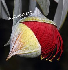 a red and yellow flower with the words vavolye on it's side