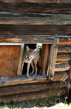 a wolf is standing in the window of a log cabin looking out at the grass