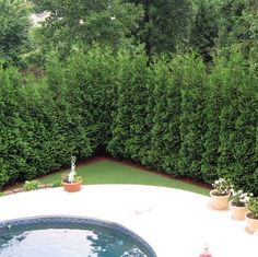 a pool surrounded by trees and plants in the middle of a yard with a fire hydrant next to it