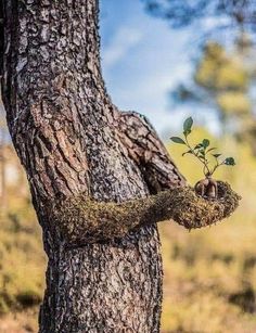 a tree that has some kind of plant growing out of it