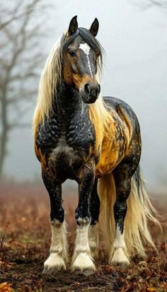 Cob Horse, Beautiful Horses Wild, Horse Photography Poses, Horse Facts