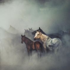 a group of horses standing in the fog