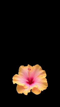 a pink and yellow flower on a black background