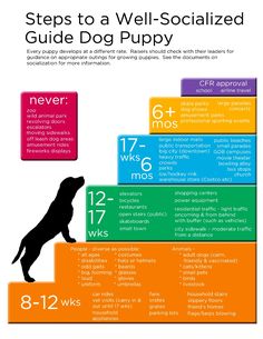 the steps to well - socialized guide for dog puppies are shown in this poster