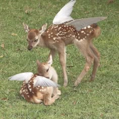 two baby deers are playing with each other in the grass, and one is sitting down