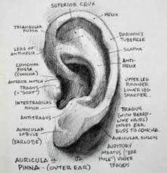 a drawing of an ear with the names of all its parts labeled in black and white