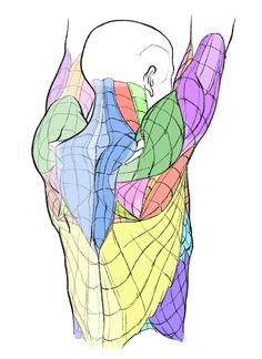 an image of the back of a person's body with different colored lines on it