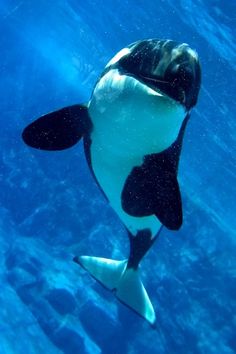 an orca whale swimming in the ocean