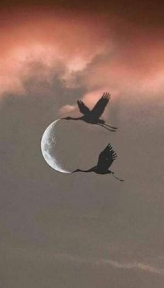 two birds are flying in the sky at night with a half moon and clouds behind them