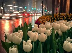 white tulips in the middle of a city street at night with cars passing by