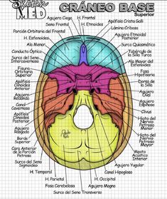 a diagram of the brain with labels on it