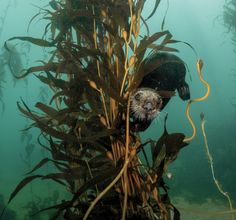 an underwater view of seaweed and other marine life